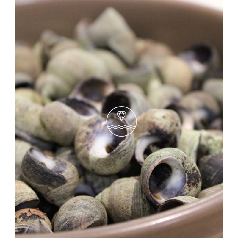 Comprar caracolillos o bígaros online | Pescadería online