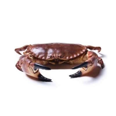 Buey gigante de mar del Cantábrico | comprar buey de mar | Comprar masera