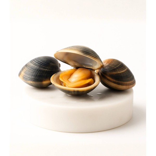 Comprar almeja fina gallega pequeña