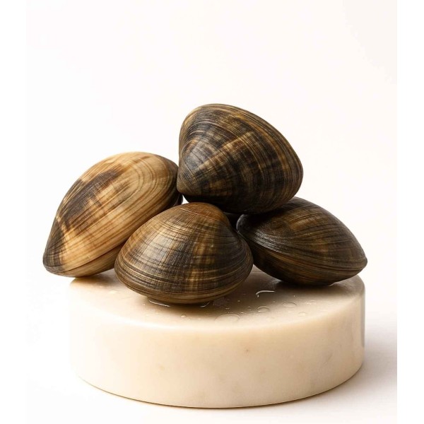 Comprar Almeja fina gallega extra+