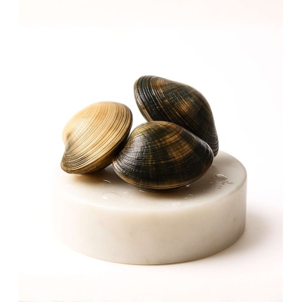 Almeja fina gallega extra