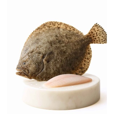 comprar rodaballo online