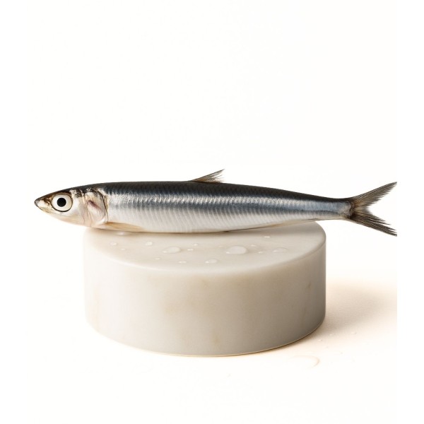 Comprar sardinas online | Pescadería online