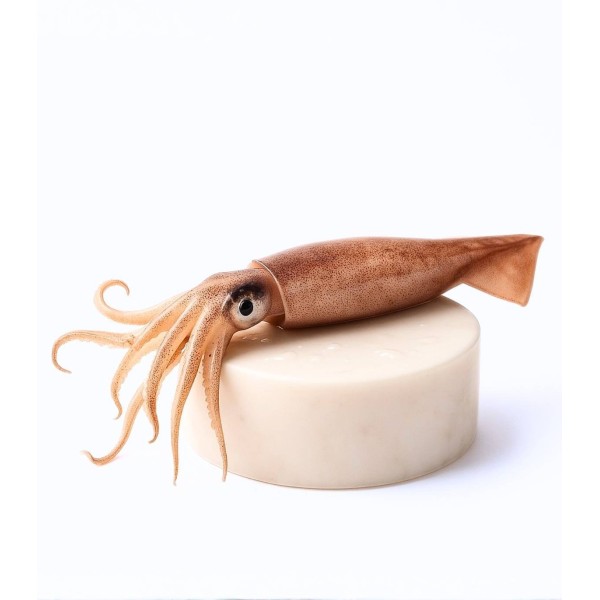 Comprar calamar online