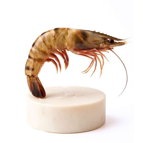 Langostino Tigre Grande | Fresco o Cocido | ¡Envío 24 horas!