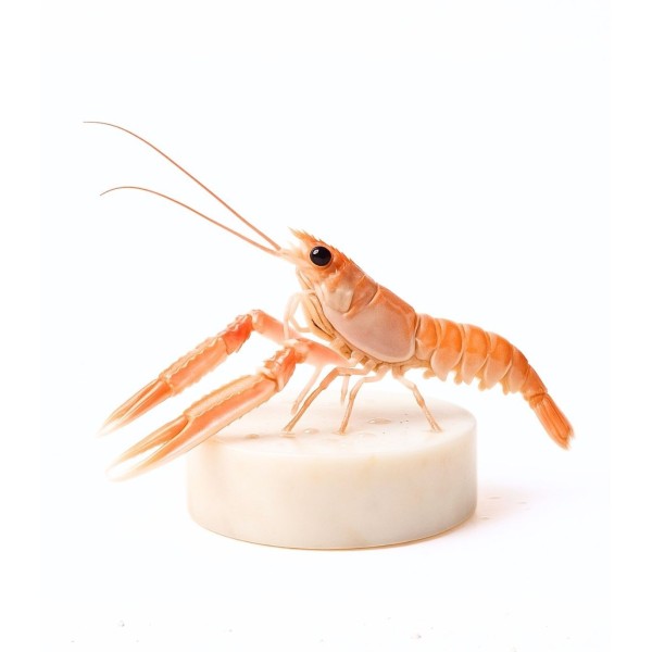 Cigala del Cantábrico mediana online