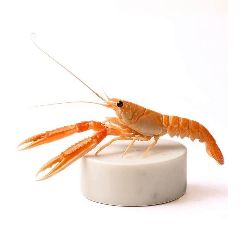 Comprar cigala del Cantábrico gorda