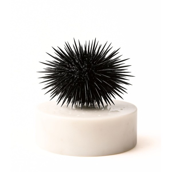 Comprar erizo de mar