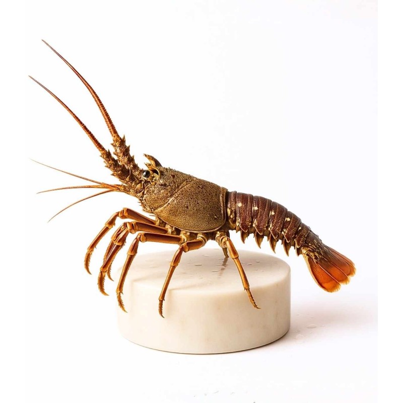 Comprar langosta real del Cantábrico