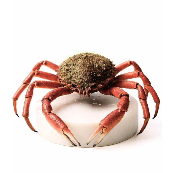 Centollo de las rías gallegas