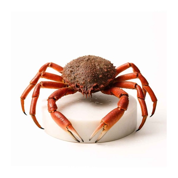 Comprar Centollo del Atlántico online