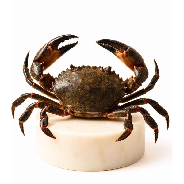 Comprar nécora del Cantábrico gorda