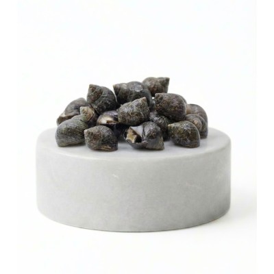 Comprar caracolillos o bígaros online | Pescadería online