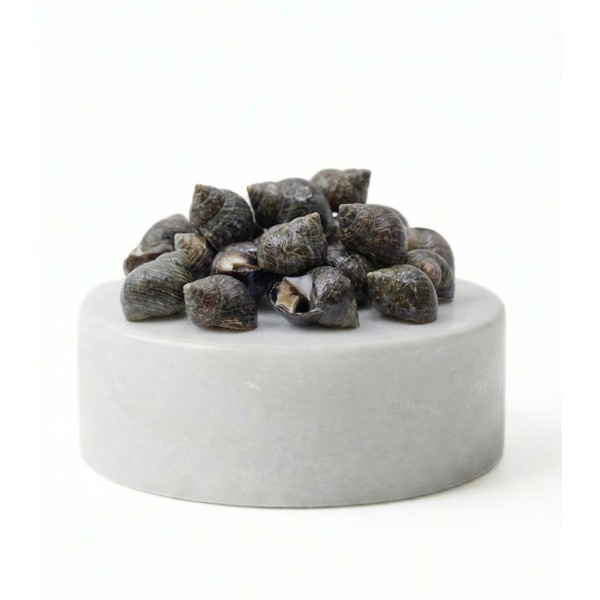 Comprar caracolillos o bígaros online | Pescadería online