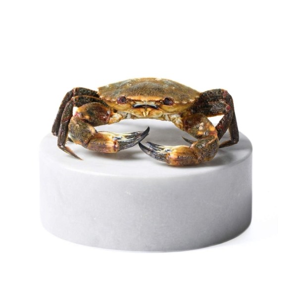 Nécora del cantábrico