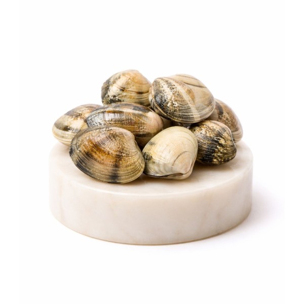 Comprar la mejor Almeja de carril semicultivo