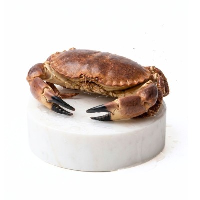 Buey gigante de mar del Cantábrico | comprar buey de mar | Comprar masera