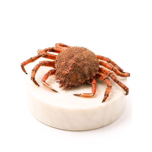 Comprar Centollo del Atlántico online