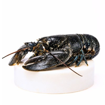 Comprar Bogavante del Cantábrico