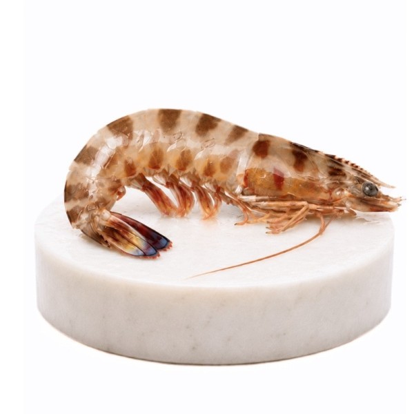 Langostino Tigre Grande | Fresco o Cocido | ¡Envío 24 horas!