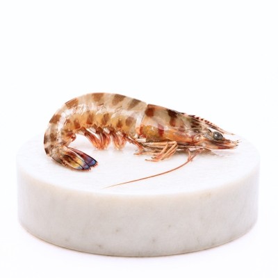 Langostino tigre de Huelva mediano