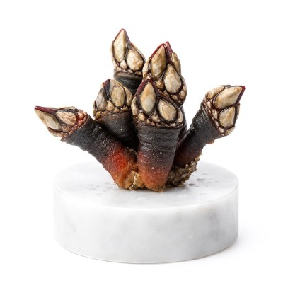 Percebe Gallego especial | Mariscos frescos | ¡Del mar a tu mesa!