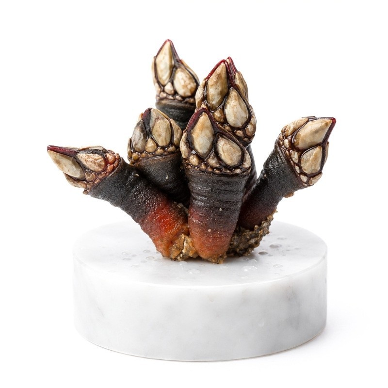 Percebe gallego especial | comprar percebe online