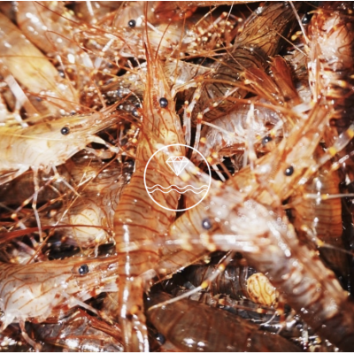 Comprar camarón especial de la ría | Comprar camarones | Envío en 24 horas