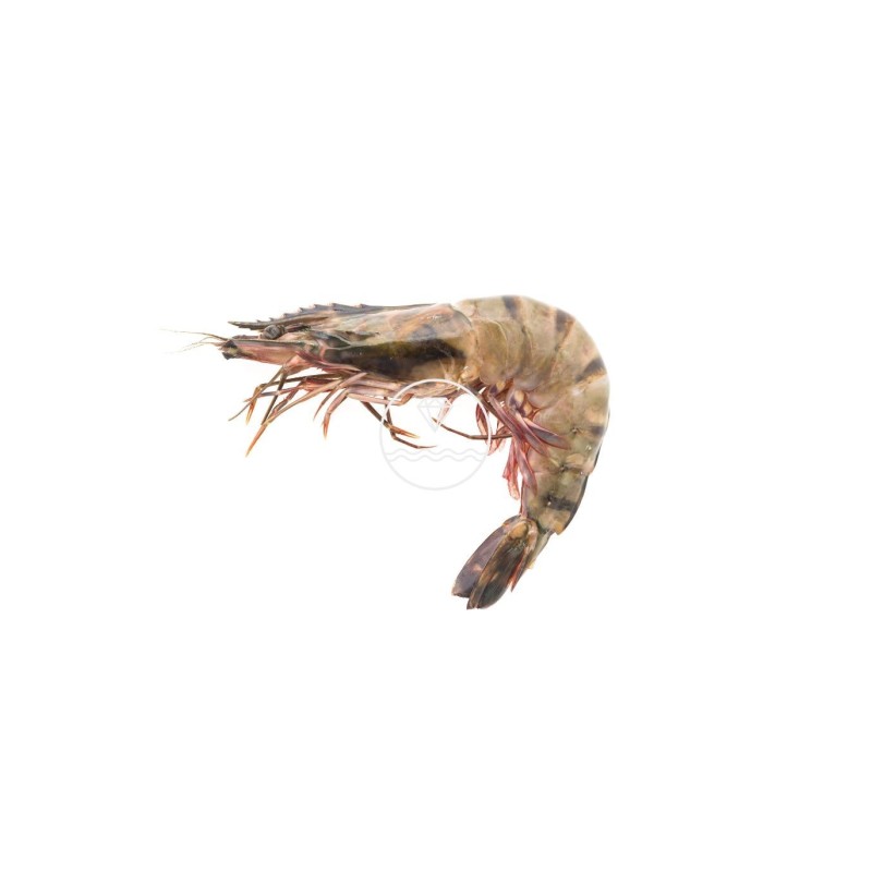 Comprar langostino tigre de Huelva mediano