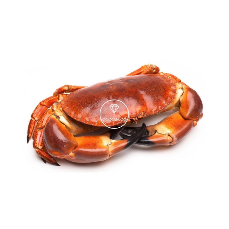 Buey gigante de mar del Cantábrico | comprar masera