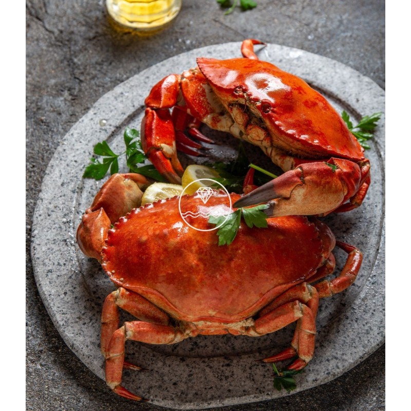 buey de mar gigante del cantábrico emplatado