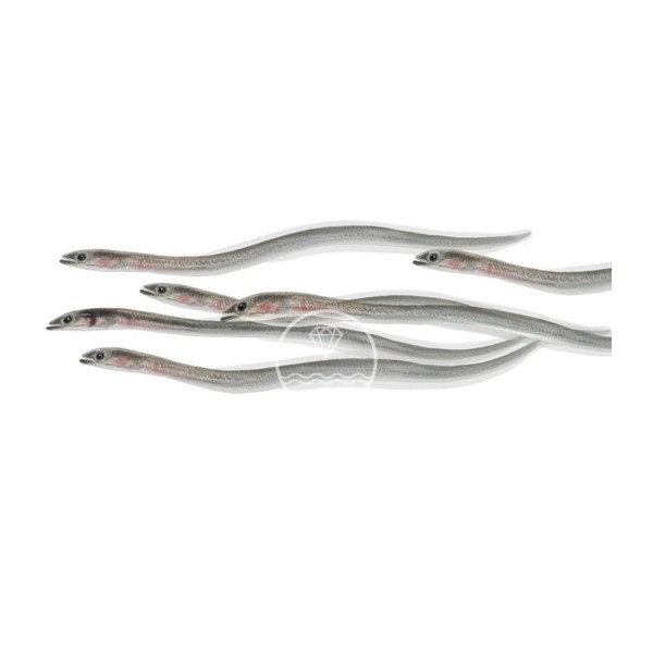 comprar Angulas de Aguinaga