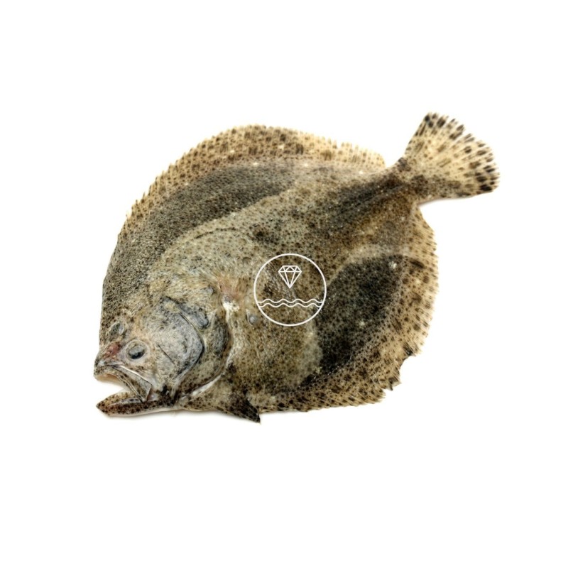 comprar rodaballo online