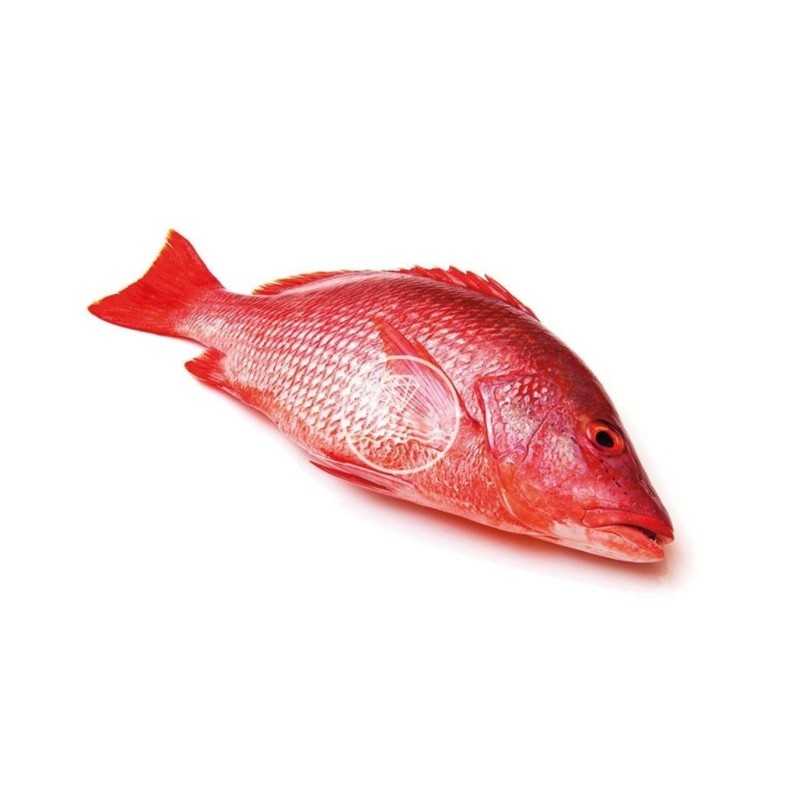 Comprar machote o pargo online