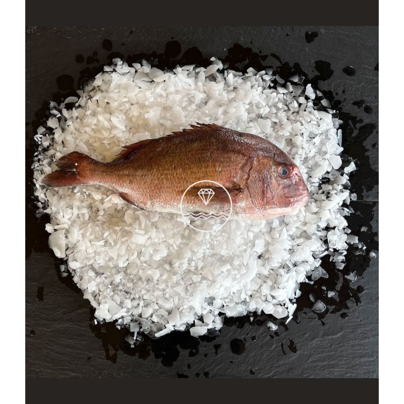 Comprar machote o pargo online