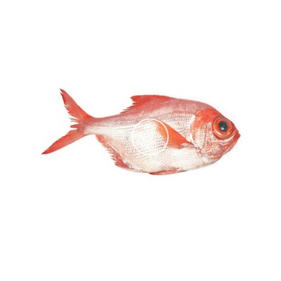 Comprar pescado rey online