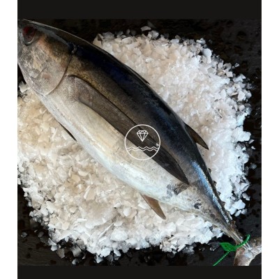 Bonito del Cantábrico