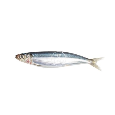 Comprar sardinas online | Pescadería online