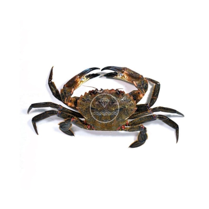 Comprar nécora viva del cantábrico | Pescadería online