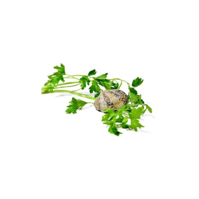 Almeja fina gallega grande