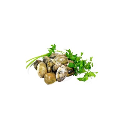 Comprar almeja fina gallega mediana