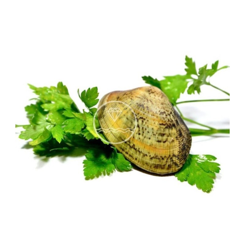 Comprar Almeja fina gallega extra+