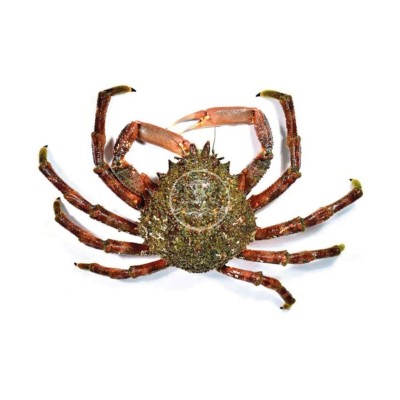 Centollo de las rías gallegas