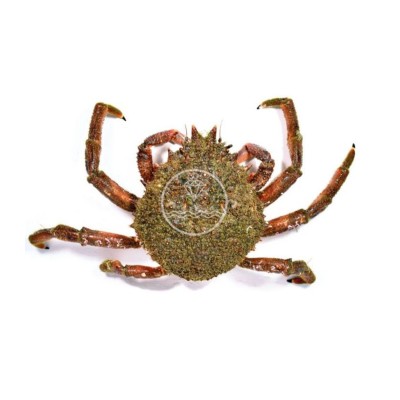 comprar marisco online | Comprar centolla gallega