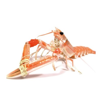 Cigala del Cantábrico especial