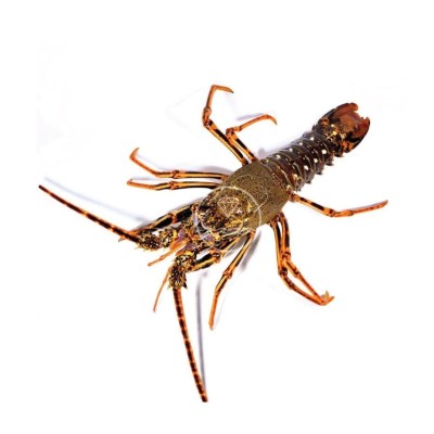 Comprar langosta real del Cantábrico