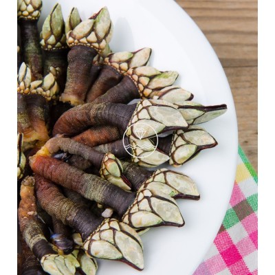 Comprar percebe gallego mediano | Mariscos gourmet online  | ¡Compra ya!