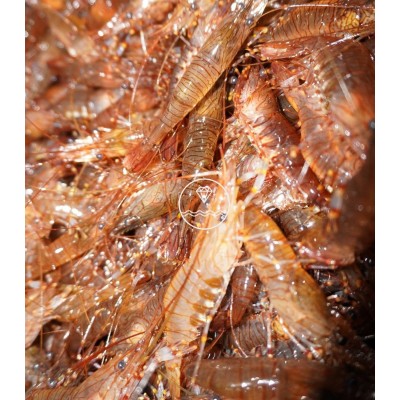 Comprar camarón extra gordo de ría | Mariscos frescos | ¡Compra ahora!