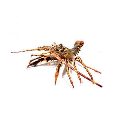 Comprar langosta real del Cantábrico