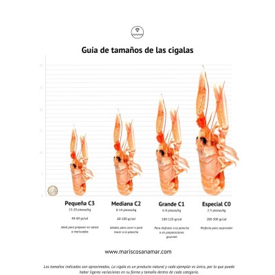Cigala Grande del Cantábrico | Envío 24h | Marisco a Domicilio